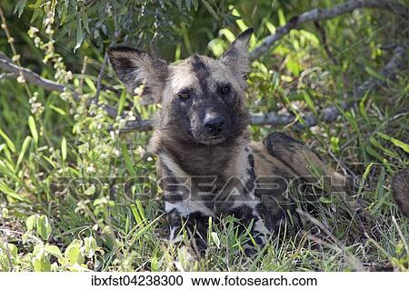 African wild dog or African painted dog (Lycaon pictus) lying in grass, Kruger National Park, South Africa, Africa View Large Photo Image Stock Image - African wild dog or African painted dog (Lycaon pictus) lying in grass, Kruger National Park, South Africa, Africa. Fotosearch