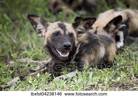 African wild dog or African painted dog (Lycaon pictus) in grass, Kruger National Park, South Africa, Africa View Large Photo Image Stock Photograph - African wild dog or African painted dog (Lycaon pictus) in grass, Kruger National Park, South Africa, Africa. Fotosearch