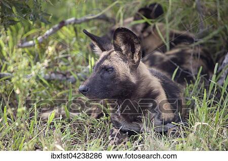 African wild dog or African painted dog (Lycaon pictus) lying in grass, Kruger National Park, South Africa, Africa View Large Photo Image Stock Photograph - African wild dog or African painted dog (Lycaon pictus) lying in grass, Kruger National Park, South Africa, Africa. Fotosearch
