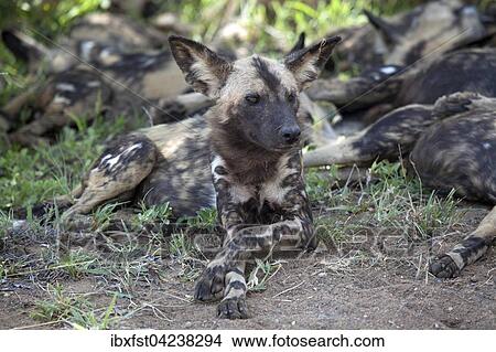 African wild dogs or African painted dogs (Lycaon pictus), pack, resting, Kruger National Park, South Africa, Africa View Large Photo Image Picture - African wild dogs or African painted dogs (Lycaon pictus), pack, resting, Kruger National Park, South Africa, Africa. Fotosearch