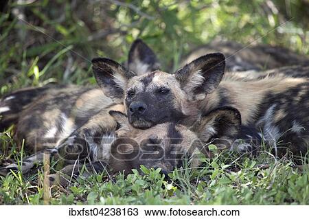 African wild dogs or African painted dogs (Lycaon pictus), pack, resting, Kruger National Park, South Africa, Africa View Large Photo Image Stock Image - African wild dogs or African painted dogs (Lycaon pictus), pack, resting, Kruger National Park, South Africa, Africa. Fotosearch