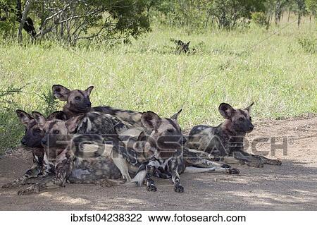 African wild dogs or African painted dogs (Lycaon pictus), pack, Kruger National Park, South Africa, Africa View Large Photo Image Stock Image - African wild dogs or African painted dogs (Lycaon pictus), pack, Kruger National Park, South Africa, Africa. Fotosearch