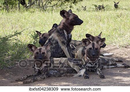 African wild dogs or African painted dogs (Lycaon pictus), pack, Kruger National Park, South Africa, Africa View Large Photo Image Stock Photo - African wild dogs or African painted dogs (Lycaon pictus), pack, Kruger National Park, South Africa, Africa. Fotosearch