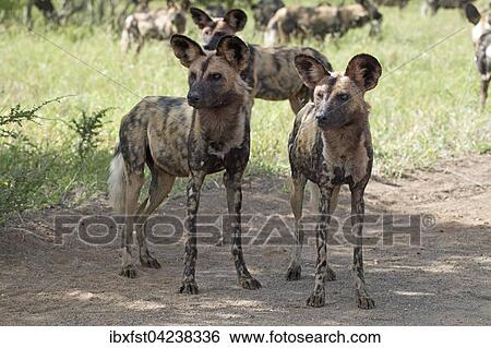 African wild dogs or African painted dogs (Lycaon pictus), Kruger National Park, South Africa, Africa View Large Photo Image Stock Photograph - African wild dogs or African painted dogs (Lycaon pictus), Kruger National Park, South Africa, Africa. Fotosearch