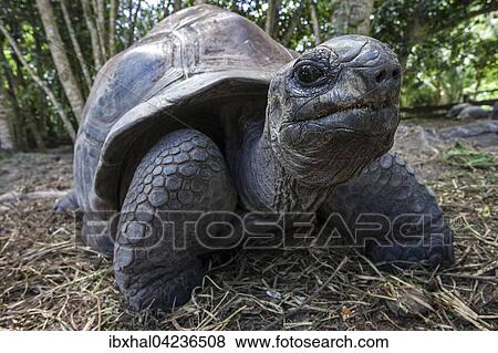 Aldabra Giant Tortoise (Aldabrachelys), Mahe Island, Seychelles, Africa View Large Photo Image Stock Photo - Aldabra Giant Tortoise (Aldabrachelys), Mahe Island, Seychelles, Africa. Fotosearch