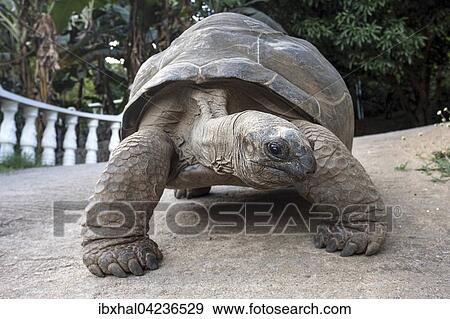 Aldabra Giant Tortoise (Aldabrachelys), Mahe Island, Seychelles, Africa View Large Photo Image Stock Photo - Aldabra Giant Tortoise (Aldabrachelys), Mahe Island, Seychelles, Africa. Fotosearch