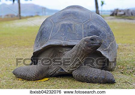 Aldabra giant tortoise (Geochelone gigantea), endemic, Curieuse island, Seychelles, Africa View Large Photo Image Stock Photograph - Aldabra giant tortoise (Geochelone gigantea), endemic, Curieuse island, Seychelles, Africa. Fotosearch
