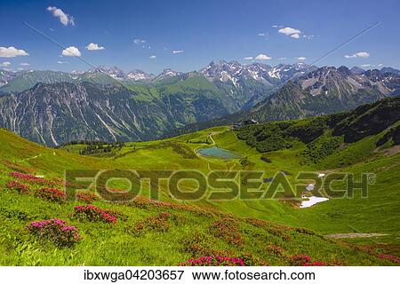 Alpenrosenblute, blooming alpine rose, view from Fellhorn to the Schlappoldsee lake and Fellhornbahn mountain station, main ridge of the Allgau Alps in the rear center, Allgau, Bavaria, Germany, Europe View Large Photo Image Stock Photo - Alpenrosenblute, blooming alpine rose, view from Fellhorn to the Schlappoldsee lake and Fellhornbahn mountain station, main ridge of the Allgau Alps in the rear center, Allgau, Bavaria, Germany, Europe. Fotosearch