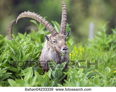 Alpine ibex, also steinbock or bouquetin (Capra ibex) in meadow, Tyrnau, Styria, Austria, Europe View Large Photo Image Stock Photo - Alpine ibex, also steinbock or bouquetin (Capra ibex) in meadow, Tyrnau, Styria, Austria, Europe. Fotosearch