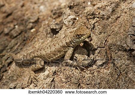 Amazon lava lizard (Tropidurus torquatus), Pantanal, Brazil, South America View Large Photo Image Stock Image - Amazon lava lizard (Tropidurus torquatus), Pantanal, Brazil, South America. Fotosearch