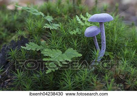 Amethyst deceiver (Laccaria amethystea), Emsland, Lower Saxony, Germany, Europe View Large Photo Image Stock Image - Amethyst deceiver (Laccaria amethystea), Emsland, Lower Saxony, Germany, Europe. Fotosearch