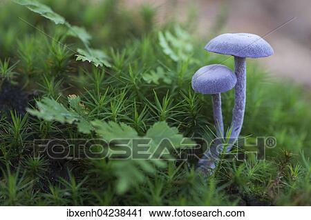 Stock Image - Amethyst deceiver (Laccaria amethystea), Emsland, Lower Saxony, Germany, Europe. Fotosearch