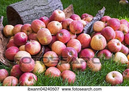 Apple harvest, apples in a meadow, Rhineland-Palatinate, Germany, Europe View Large Photo Image Stock Photo - Apple harvest, apples in a meadow, Rhineland-Palatinate, Germany, Europe. Fotosearch