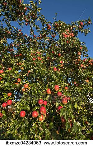 Apple tree (Malus domestica) with red apples, blue sky, Middle Franconia, Bavaria, Germany, Europe View Large Photo Image Stock Image - Apple tree (Malus domestica) with red apples, blue sky, Middle Franconia, Bavaria, Germany, Europe. Fotosearch