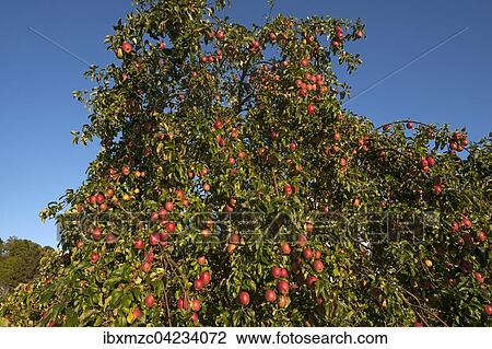 Apple tree (Malus domestica) with red apples, blue sky, Middle Franconia, Bavaria, Germany, Europe View Large Photo Image Stock Image - Apple tree (Malus domestica) with red apples, blue sky, Middle Franconia, Bavaria, Germany, Europe. Fotosearch