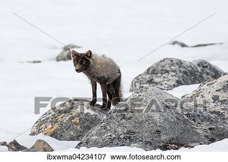 Arctic fox (Vulpes lagopus), in the snow, Spitsbergen, Norway, Europe View Large Photo Image Stock Photo - Arctic fox (Vulpes lagopus), in the snow, Spitsbergen, Norway, Europe. Fotosearch