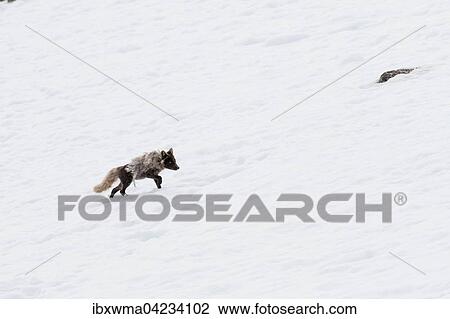 Stock Image - Arctic fox (Vulpes lagopus), running in the snow, Spitsbergen, Norway, Europe. Fotosearch