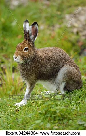 Picture - Arctic hare (Lepus timidus Varronis), moulting, Canton of Schwyz, Switzerland, Europe. Fotosearch