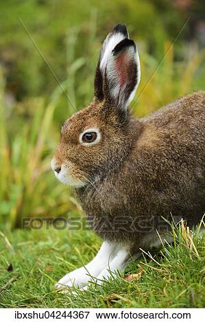 Stock Photo - Arctic hare (Lepus timidus Varronis), moulting, Canton of Schwyz, Switzerland, Europe. Fotosearch