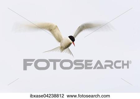 Arctic Tern (Sterna paradisaea) in flight, Fair Isle, Shetland Islands, Scotland, United Kingdom, Europe View Large Photo Image Stock Image - Arctic Tern (Sterna paradisaea) in flight, Fair Isle, Shetland Islands, Scotland, United Kingdom, Europe. Fotosearch