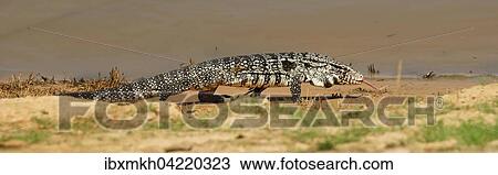 Argentine black and white tegu (Salvator merianae, Syn. Tupinambis merianae), Pantanal, Brazil, South America View Large Photo Image Stock Image - Argentine black and white tegu (Salvator merianae, Syn. Tupinambis merianae), Pantanal, Brazil, South America. Fotosearch