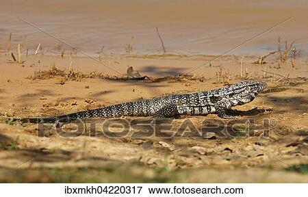 Argentine black and white tegu (Salvator merianae, Syn. Tupinambis merianae), Pantanal, Brazil, South America View Large Photo Image Stock Photo - Argentine black and white tegu (Salvator merianae, Syn. Tupinambis merianae), Pantanal, Brazil, South America. Fotosearch