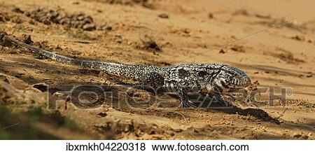 Argentine black and white tegu (Salvator merianae, Syn. Tupinambis merianae), Pantanal, Brazil, South America View Large Photo Image Stock Photo - Argentine black and white tegu (Salvator merianae, Syn. Tupinambis merianae), Pantanal, Brazil, South America. Fotosearch