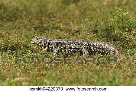 Argentine black and white tegu (Salvator merianae, Syn. Tupinambis merianae), Pantanal, Brazil, South America View Large Photo Image Stock Photo - Argentine black and white tegu (Salvator merianae, Syn. Tupinambis merianae), Pantanal, Brazil, South America. Fotosearch