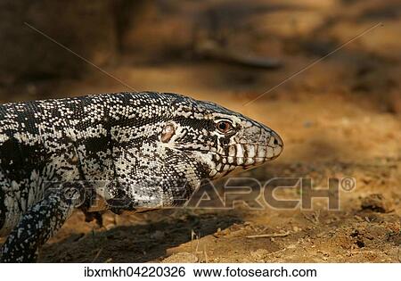 Argentine black and white tegu (Salvator merianae, Syn. Tupinambis merianae), Pantanal, Brazil, South America View Large Photo Image Stock Photograph - Argentine black and white tegu (Salvator merianae, Syn. Tupinambis merianae), Pantanal, Brazil, South America. Fotosearch