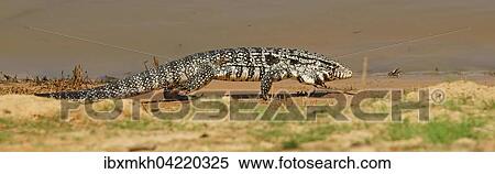 Argentine black and white tegu (Salvator merianae, Syn. Tupinambis merianae), Pantanal, Brazil, South America View Large Photo Image Stock Photography - Argentine black and white tegu (Salvator merianae, Syn. Tupinambis merianae), Pantanal, Brazil, South America. Fotosearch