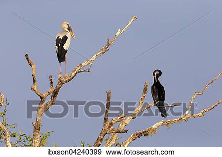 Asian openbill (Anastomus oscitans) and Oriental darter (Anhinga melanogaster), adult, sitting on a dry tree, Bundala National Park, Sri Lanka, Asia View Large Photo Image Stock Photo - Asian openbill (Anastomus oscitans) and Oriental darter (Anhinga melanogaster), adult, sitting on a dry tree, Bundala National Park, Sri Lanka, Asia. Fotosearch