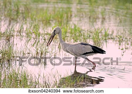 Picture - Asian openbill (Anastomus oscitans), adult, foraging, running in the water, with prey in its beak, Bundala National Park, Sri Lanka, Asia. Fotosearch