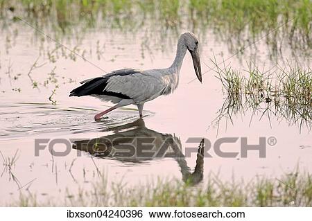 Asian openbill (Anastomus oscitans), adult, foraging, running in the water, Bundala National Park, Sri Lanka, Asia View Large Photo Image Stock Photograph - Asian openbill (Anastomus oscitans), adult, foraging, running in the water, Bundala National Park, Sri Lanka, Asia. Fotosearch
