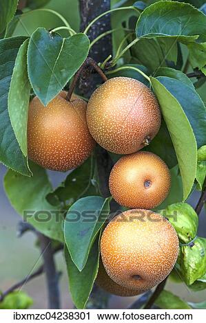 Asian pear (Pyrus pyrifolia), Baden-Wurttemberg, Germany, Europe View Large Photo Image Stock Image - Asian pear (Pyrus pyrifolia), Baden-Wurttemberg, Germany, Europe. Fotosearch