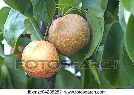 Asian pear (Pyrus pyrifolia), Baden-Wurttemberg, Germany, Europe View Large Photo Image Stock Photo - Asian pear (Pyrus pyrifolia), Baden-Wurttemberg, Germany, Europe. Fotosearch