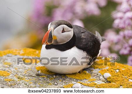 Atlantic puffin (Fratercula arctica), Fair Isle, Shetland Islands, Scotland, Great Britain View Large Photo Image Stock Image - Atlantic puffin (Fratercula arctica), Fair Isle, Shetland Islands, Scotland, Great Britain. Fotosearch