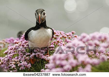 Atlantic puffin (Fratercula arctica) amongst thrift, Fair Isle, Shetland Islands, Scotland, Great Britain View Large Photo Image Stock Photo - Atlantic puffin (Fratercula arctica) amongst thrift, Fair Isle, Shetland Islands, Scotland, Great Britain. Fotosearch