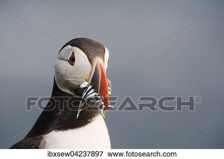 Stock Photo - Atlantic puffin (Fratercula arctica) with sandeels, Fair Isle, Shetland Islands, Scotland, Great Britain. Fotosearch