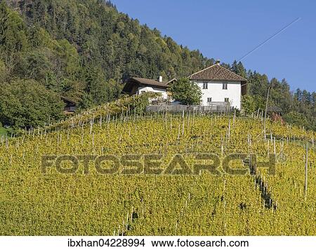 Autumnal vineyards and farmhouse, Riffian, Trentino-Alto Adige Province of South Tyrol, Italy, Europe View Large Photo Image Picture - Autumnal vineyards and farmhouse, Riffian, Trentino-Alto Adige Province of South Tyrol, Italy, Europe. Fotosearch