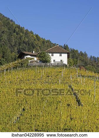 Autumnal vineyards and farmhouse, Riffian, Trentino-Alto Adige Province of South Tyrol, Italy, Europe View Large Photo Image Stock Photography - Autumnal vineyards and farmhouse, Riffian, Trentino-Alto Adige Province of South Tyrol, Italy, Europe. Fotosearch