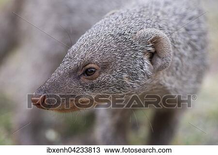 Banded mongoose (Mungos mungo), portrait, Etosha National Park, Namibia, Africa View Large Photo Image Stock Image - Banded mongoose (Mungos mungo), portrait, Etosha National Park, Namibia, Africa. Fotosearch