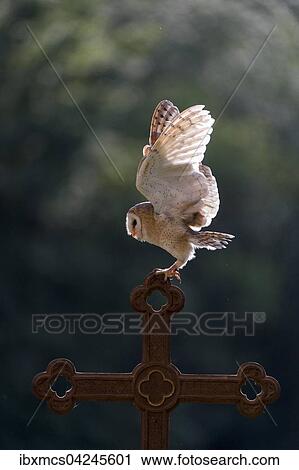 Barn owl (Tyto alba), captive, landing on a cross, Vulkaneifel, Germany, Europe View Large Photo Image Stock Image - Barn owl (Tyto alba), captive, landing on a cross, Vulkaneifel, Germany, Europe. Fotosearch