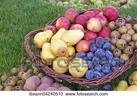 Basket with fruits, pears, apples, plums, loquats, peaches, Rhineland-Palatinate, Germany, Europe View Large Photo Image Stock Image - Basket with fruits, pears, apples, plums, loquats, peaches, Rhineland-Palatinate, Germany, Europe. Fotosearch