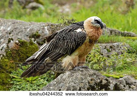 Stock Image - Bearded vulture or Lammergeier (Gypaetus barbatus), standing on a rock, Canton of Schwyz, Switzerland, Europe. Fotosearch