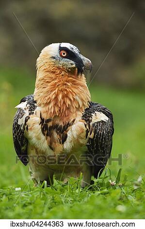 Stock Image - Bearded vulture or Lammergeier (Gypaetus barbatus), in a meadow, Canton of Schwyz, Switzerland, Europe. Fotosearch