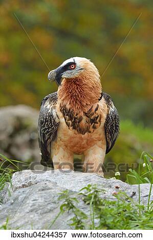 Stock Photo - Bearded vulture or Lammergeier (Gypaetus barbatus), Canton of Schwyz, Switzerland, Europe. Fotosearch