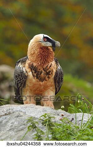 Stock Photo - Bearded vulture or Lammergeier (Gypaetus barbatus), Canton of Schwyz, Switzerland, Europe. Fotosearch