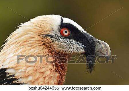 Stock Photography - Bearded vulture or Lammergeier (Gypaetus barbatus), portrait, Canton of Schwyz, Switzerland, Europe. Fotosearch