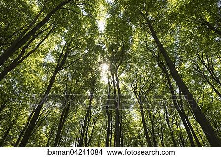 Beech (Fagus sp. ) forest, Kreuzbuckel natural forest reserve, Bessenbach, Spessart, Lower Franconia, Franconia, Bavaria, Germany, Europe View Large Photo Image Picture - Beech (Fagus sp. ) forest, Kreuzbuckel natural forest reserve, Bessenbach, Spessart, Lower Franconia, Franconia, Bavaria, Germany, Europe. Fotosearch