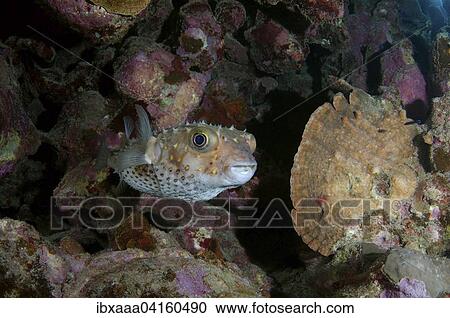Birdbeak Burrfish (Cyclichthys orbicularis) near coral reef, Red Sea, Marsa Alam, Abu Dabab, Egypt, Africa View Large Photo Image Stock Image - Birdbeak Burrfish (Cyclichthys orbicularis) near coral reef, Red Sea, Marsa Alam, Abu Dabab, Egypt, Africa. Fotosearch